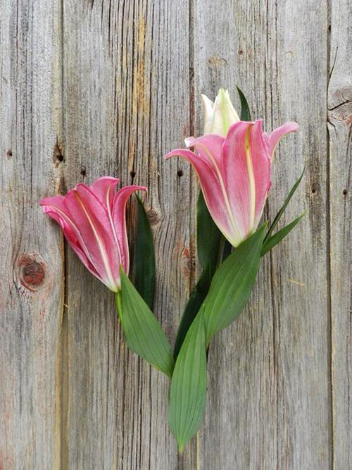 TARRANGO 2-3 BLOOM DARK PINK OT HYBRID ORIENTAL LILIES